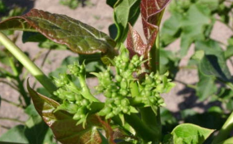 Floración de Jatropha Curcas incluida en el folleto aportado