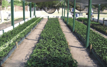 Plantines de Jatropha Curcas en vivero, incluidos en el folleto aportado