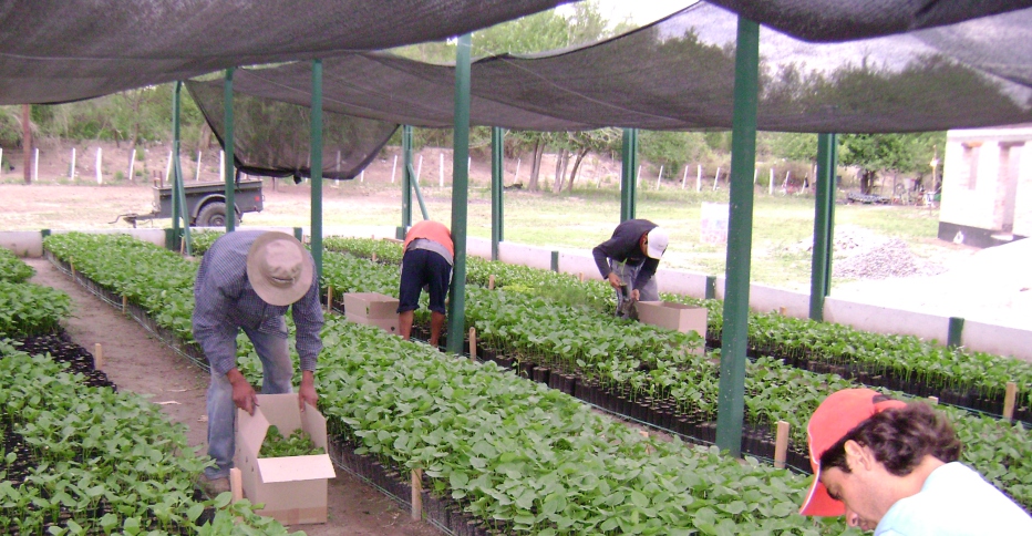 Trabajo con plantines en el vivero incluido en el folleto aportado